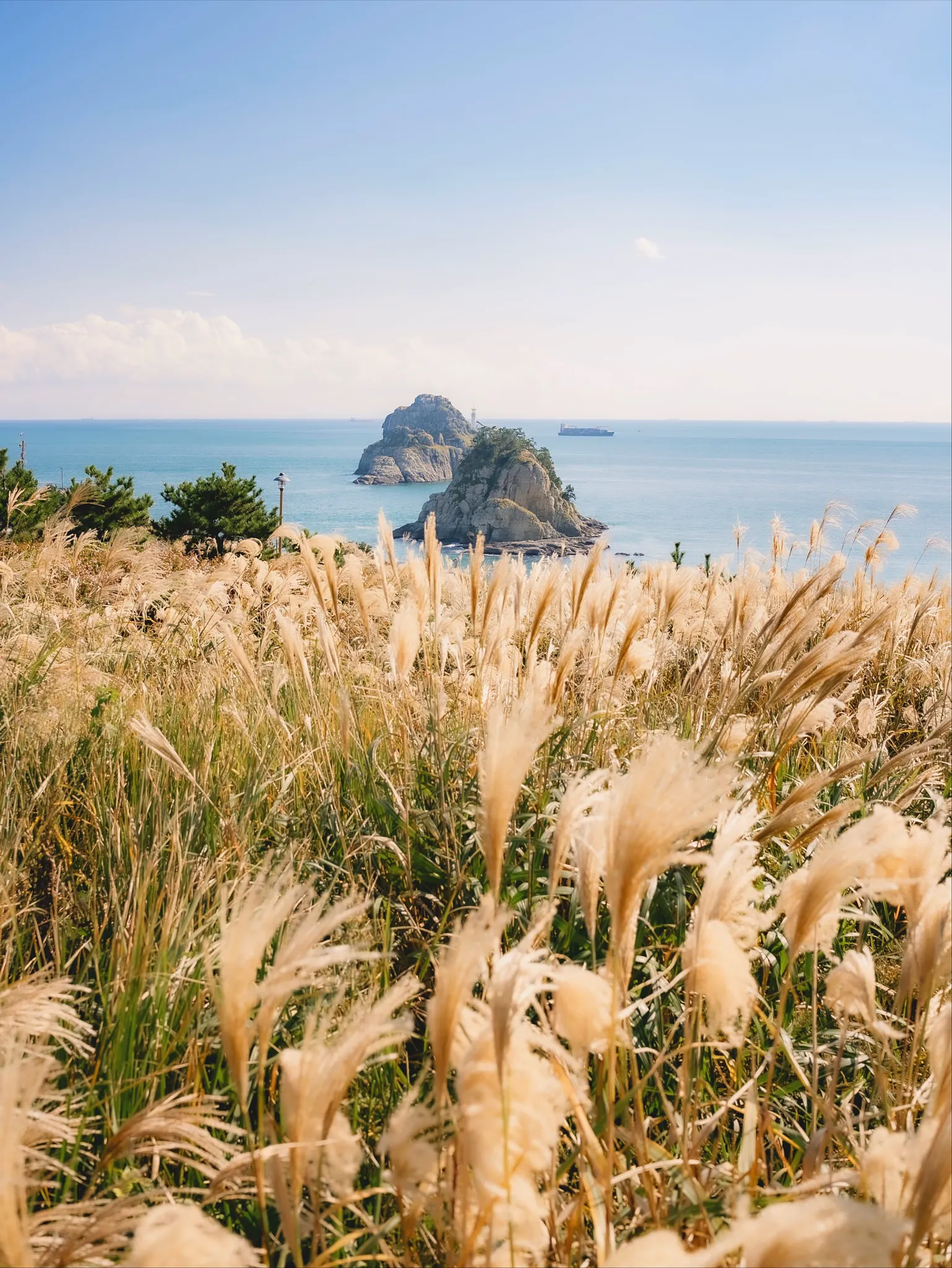秋日海边草地芦苇与远处奇岩船只